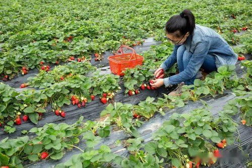 峁上人家 粽情溪谷 快來看看趙家峁2020迎端午系列文化活動(dòng)都有什么