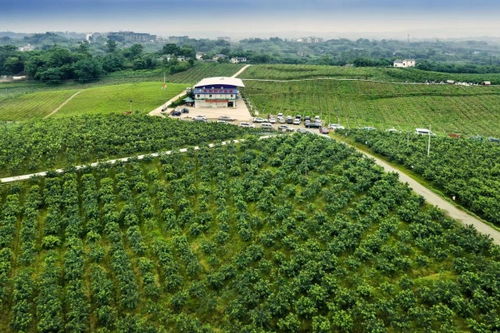 江津區(qū)：打造全國重要花椒集散地與交易中心，夯實(shí)種業(yè)根基