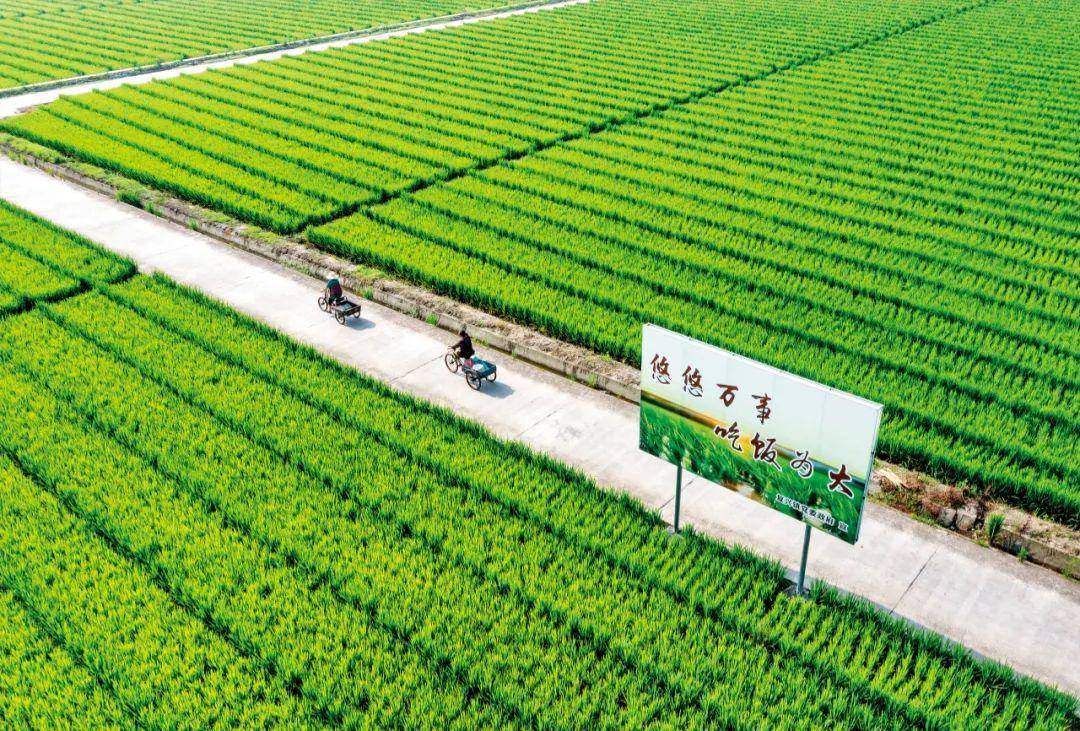 中國種業(yè)翻身仗 企業(yè)、育種與種子的三重挑戰(zhàn)